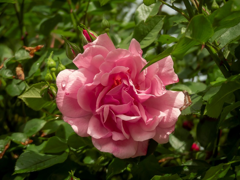 Les roses de la commanderie